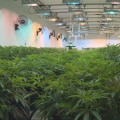 The Process of Obtaining a License for Personal Marijuana Cultivation in Hattiesburg, MS